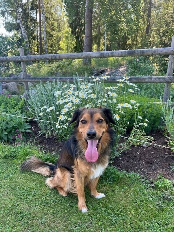 Hund - Mix