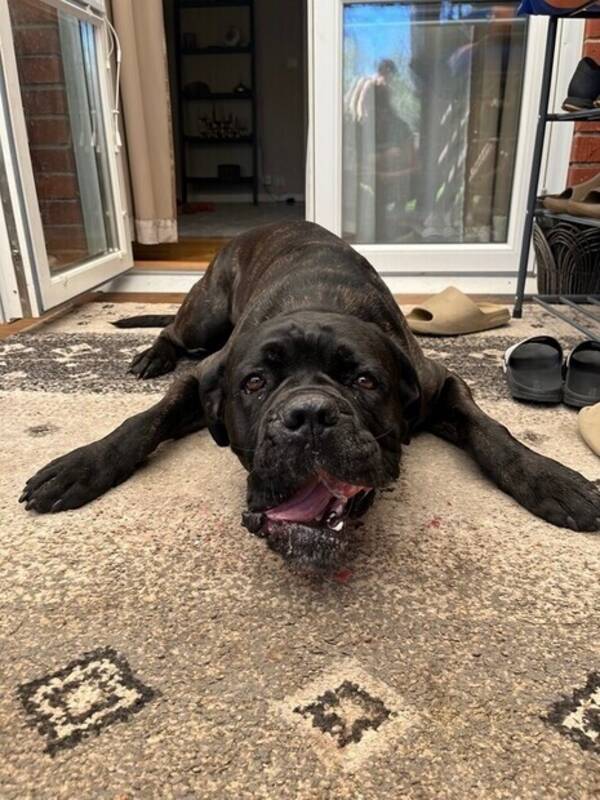 Hund - Cane Corson Lucky 