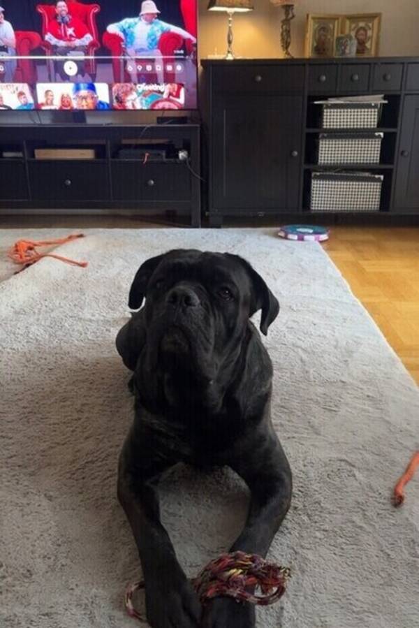Hund - Cane Corson Lucky 