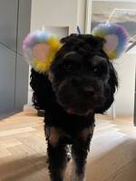 Cavapoo Millie
