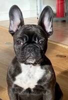 Fransk bulldog  Stella
