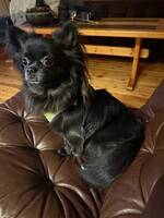 Chihuahua 