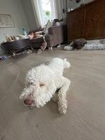 Lagotto ramaldo