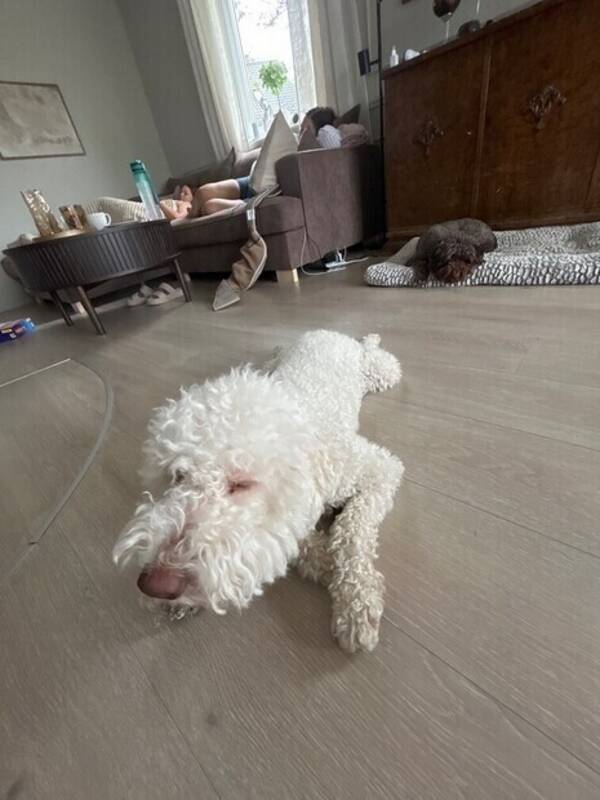 Hund - Lagotto ramaldo