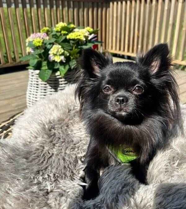 Hund - Chihuahua 
