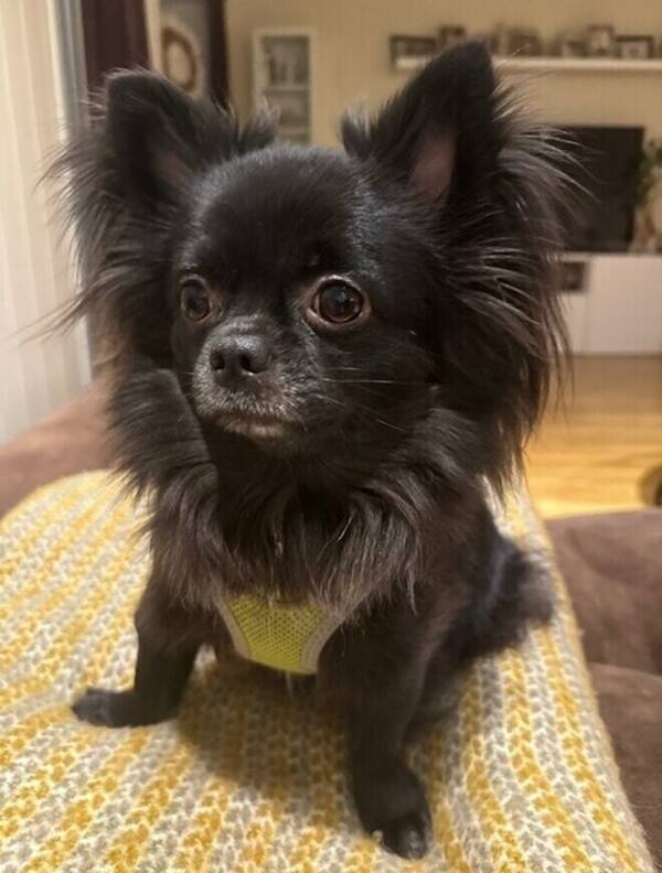 Hund - Chihuahua 