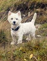 west highland white terrier
