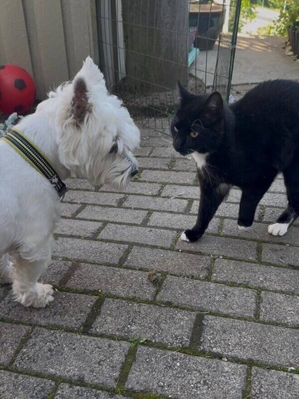 Hund - west highland white terrier