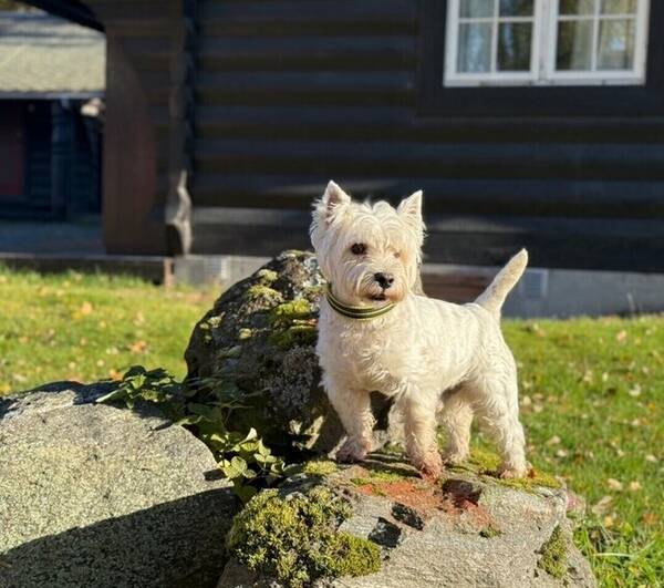 Hund - west highland white terrier