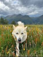 Norsk buhund
