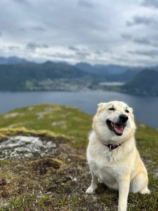 Hund - Norsk buhund