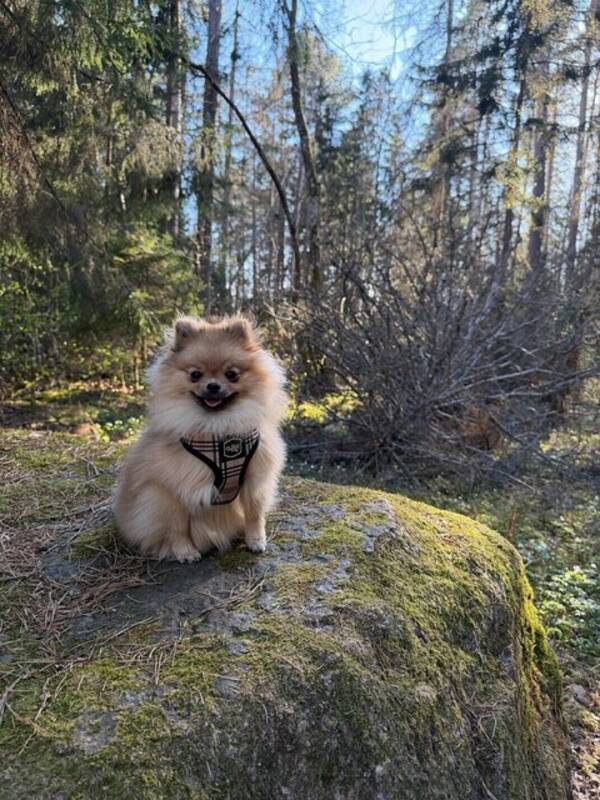 Hund - Dumle