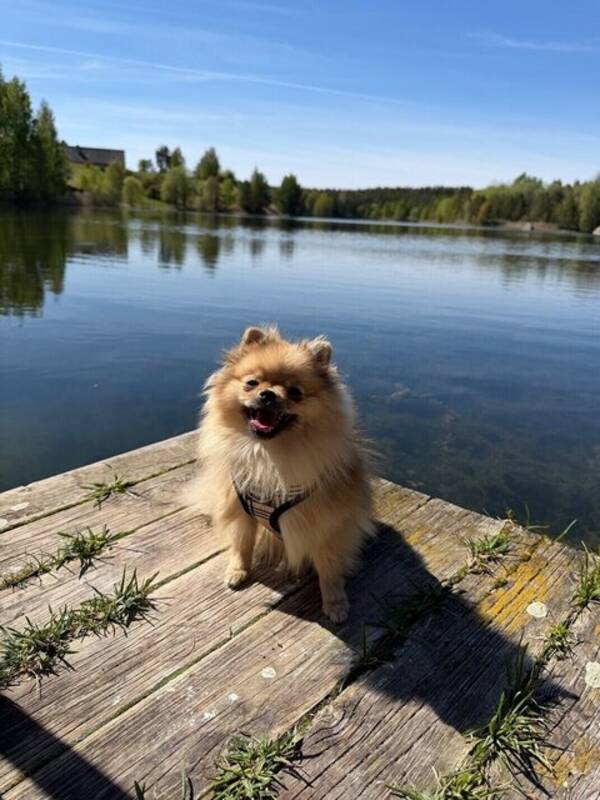 Hund - Dumle