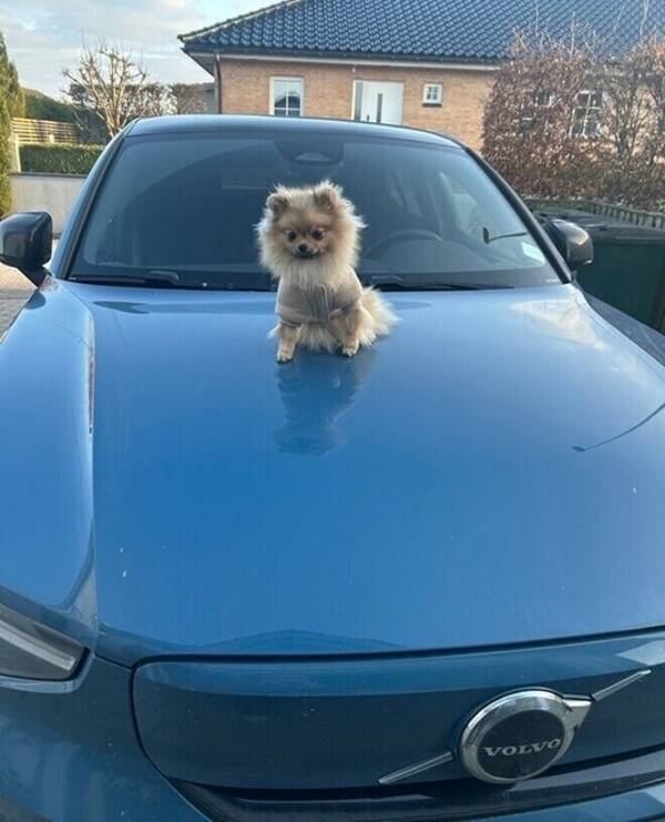 Hund - Dumle