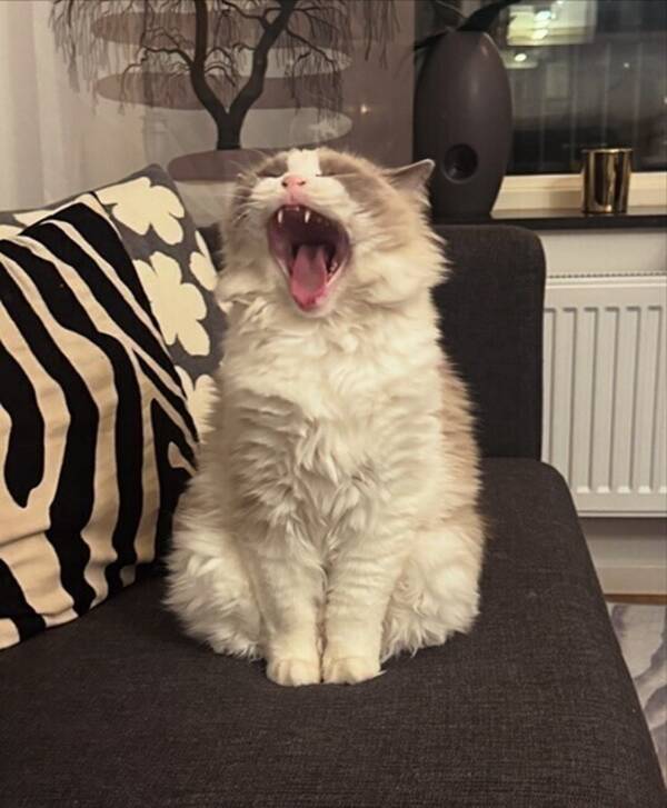 Katt - Raggdoll Julius