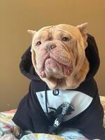 Amerikansk Bulldog Exotik 