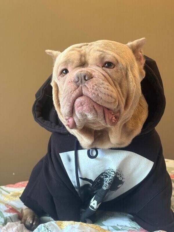 Hund - Amerikansk Bulldog Exotik 
