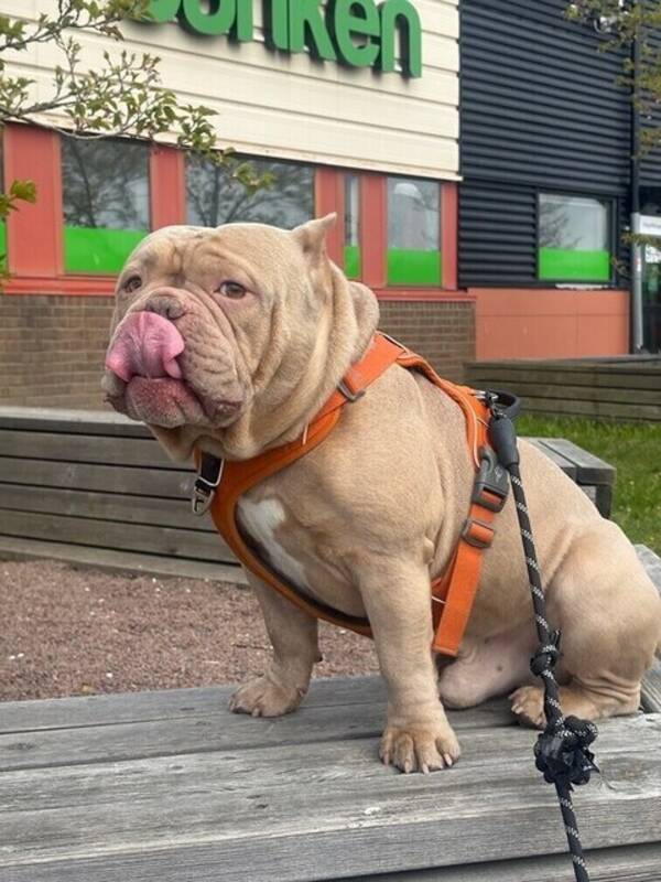 Hund - Amerikansk Bulldog Exotik 