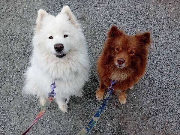 Hund - Samojed och finsk lapphund 