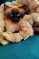 RagDoll