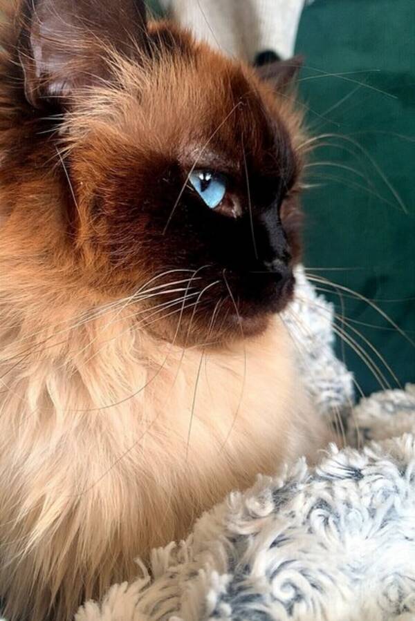 Katt - RagDoll 