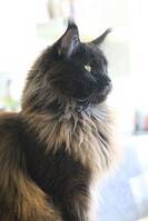Maine Coon