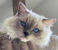 Ragdoll