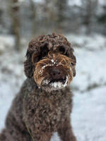 Labradoodle Polly