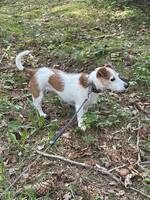 Hunden  Daisy