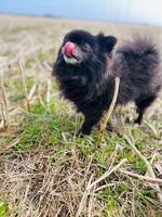 Nala