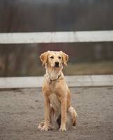 Golden retriever Mila