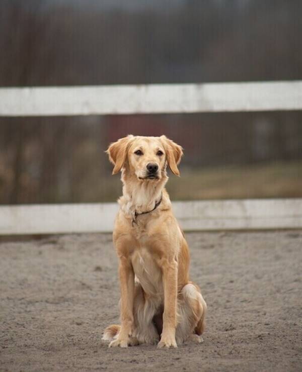 Hund - Golden retriever Mila