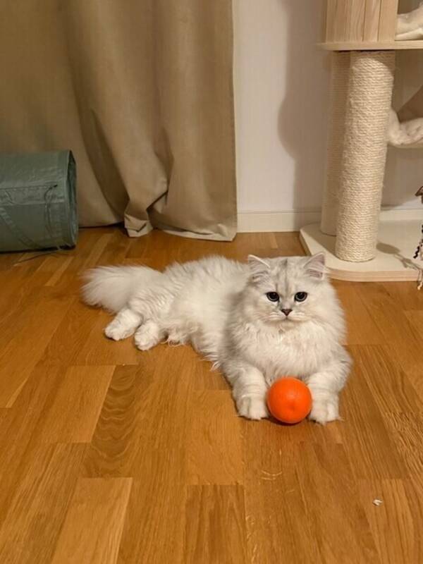Katt - Blandrasen Svullo