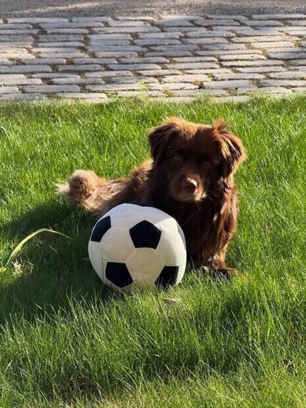 Hund - Fling