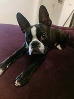 Bostonterriern David Bowie
