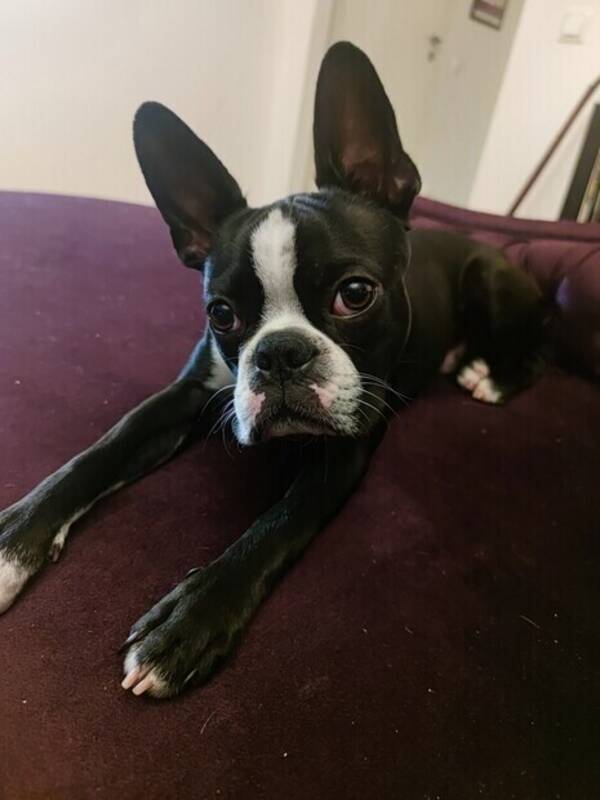 Hund - Bostonterriern David Bowie 