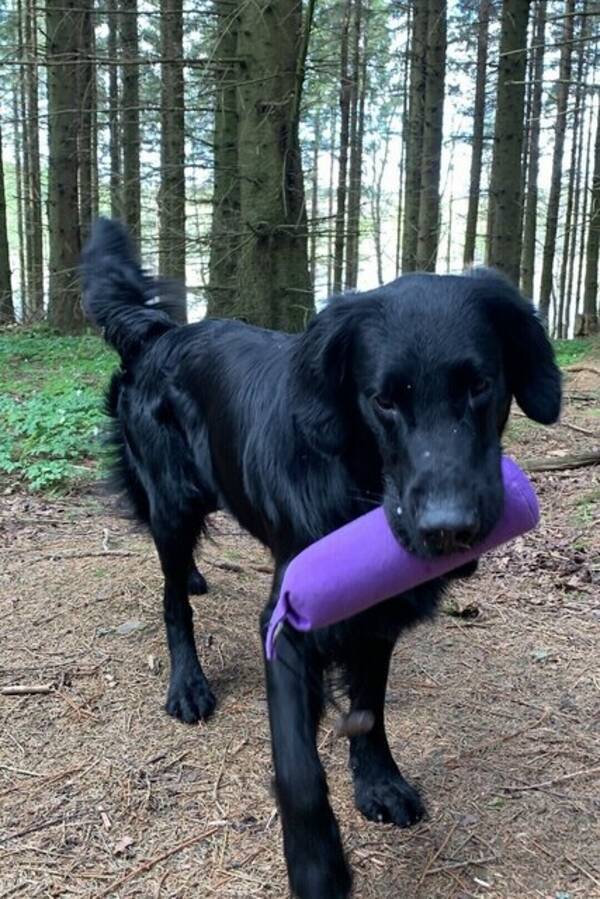 Hund - Enzo