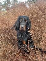 Gordon Setter