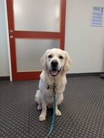 Goldenretrievern Leffe