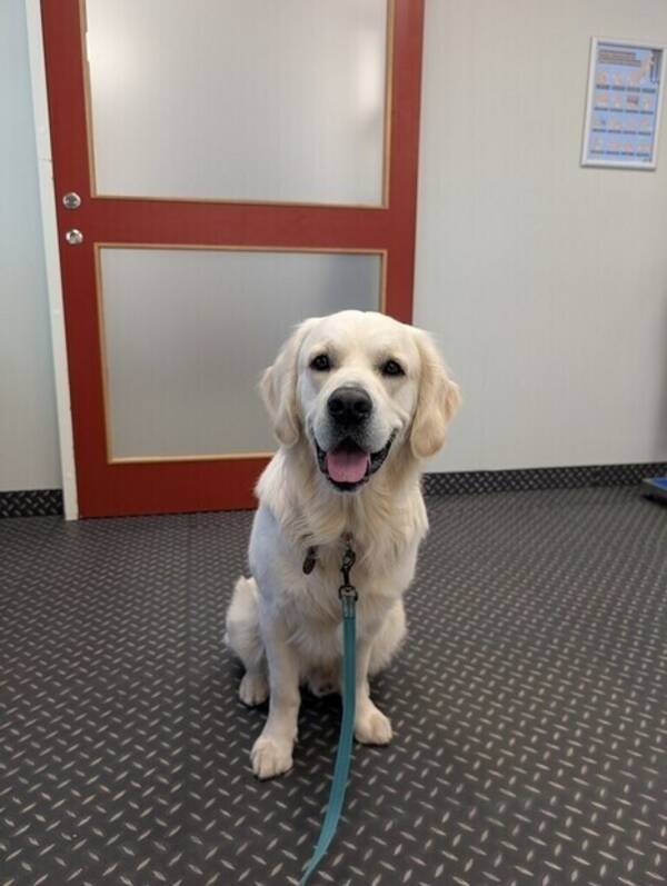 Hund - Goldenretrievern Leffe