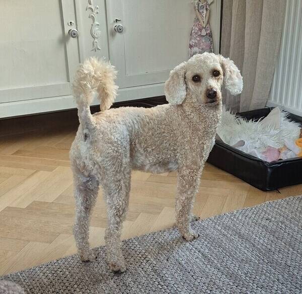 Hund - Mellanpudel Ellen
