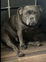 American Bully hunden Poppy aka Ior 😅(f