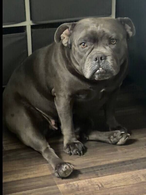 Hund - American Bully hunden Poppy aka Ior 😅(f