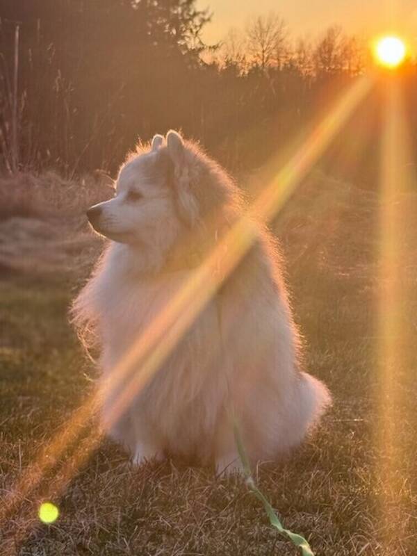 Hund - Milo 