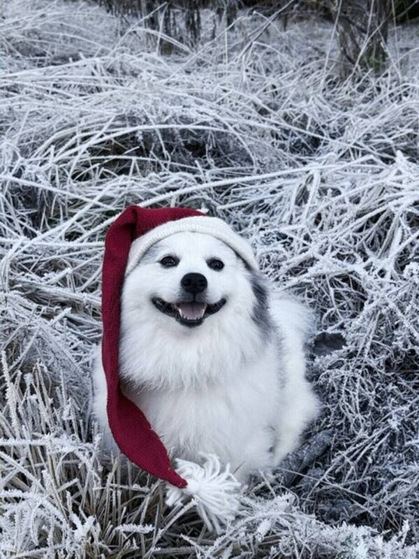 Hund - Milo 