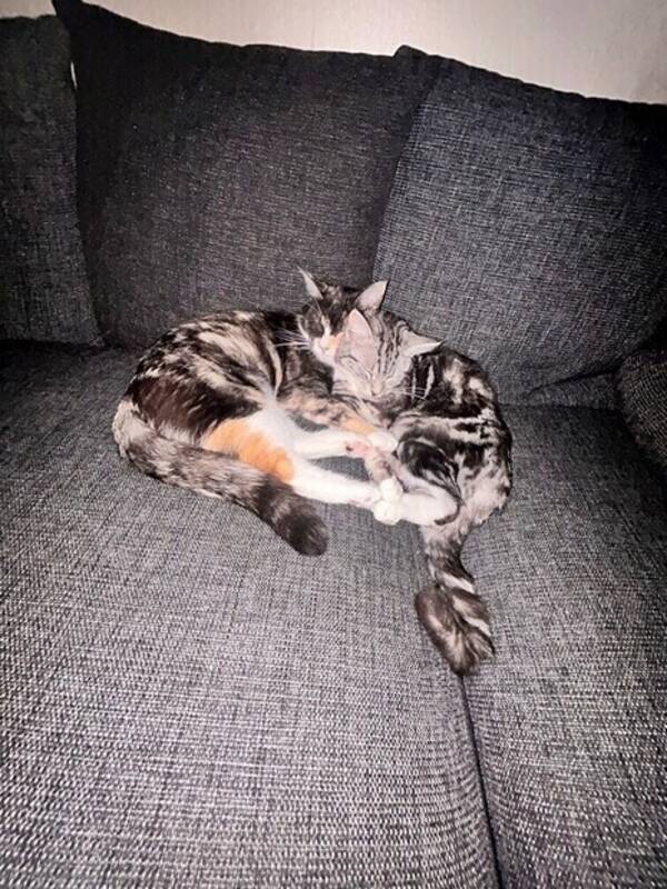 Katt - Nala och Daisy 