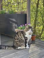 Norsk skogskatt / sibirkatt