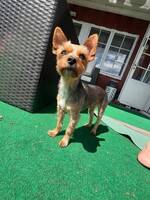 Yorkshire terrier