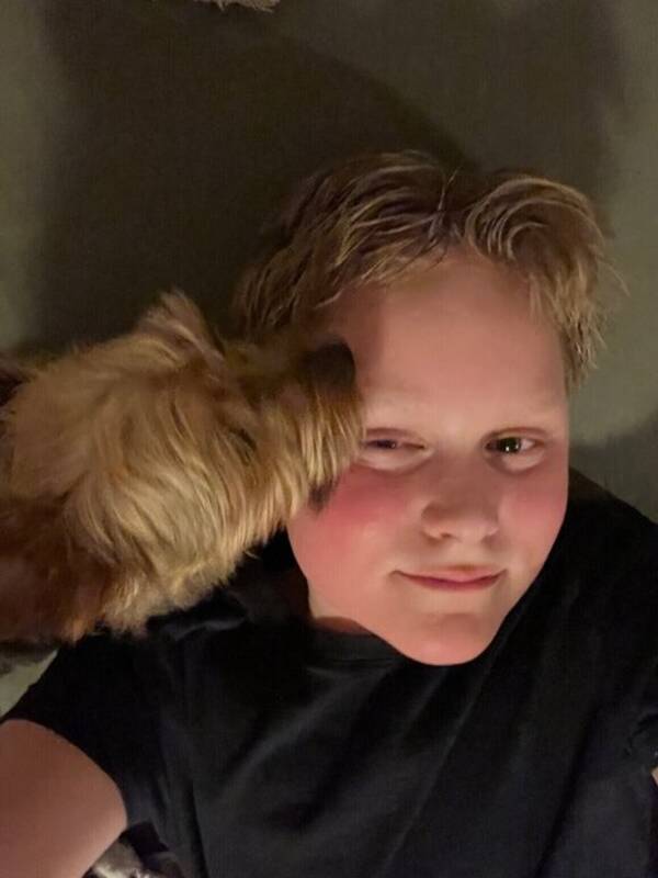 Hund - Yorkshire terrier 
