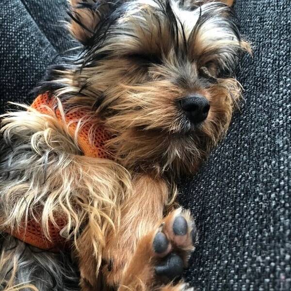 Hund - Yorkshire terrier 